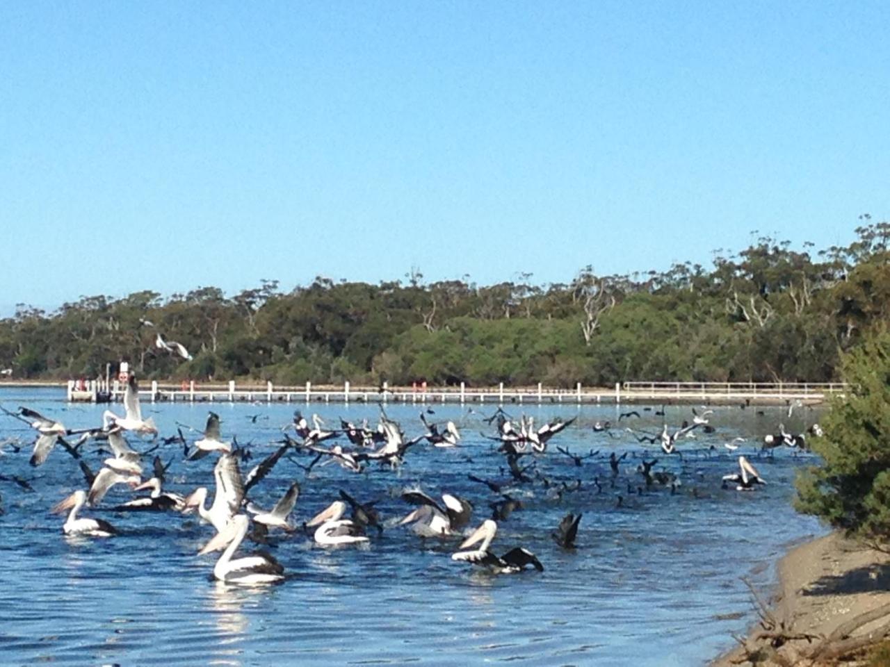 Swan Cove Beachfront Raymond Island Bagian luar foto